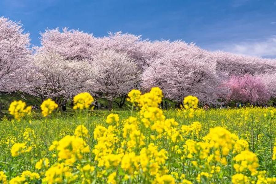 スマートハイムプレイス久喜市栗原